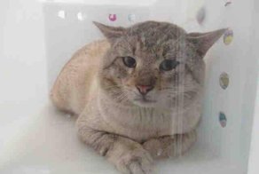 Он был в шаге от усыпления, но превратился в самого ласкового питомца