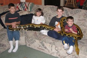 Покладистый питон Тигр в семье ветеринарного врача