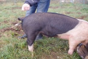 Как за несколько секунд выпрямить хвост свинье