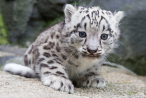 Берлинский зоопарк опубликовал милейшие фото детеныша снежного барса