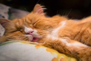 Тоша, пойдем кушать! Хозяйка будит своего ленивого кота