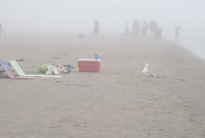 Дерзкая кража пакета чипсов на канадском пляже