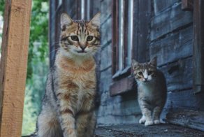 Очень колоритные уличные коты. Часть 6