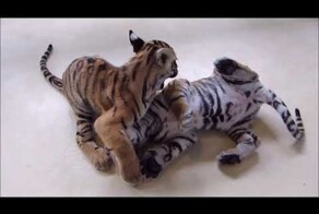 Маленькие тигрятки играют