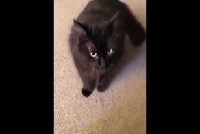 Кот, которому нельзя отказывать