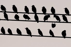 25 неугомонных животных, которым плевать на ваши дурацкие правила