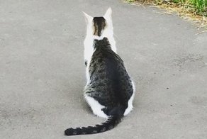 Кошка из матрицы взорвала интернет!