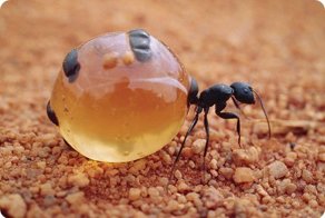 Медовые муравьи