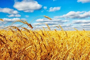 Bloomberg: Российские морские порты и железные дороги перегружены в связи с гигантским урожаем