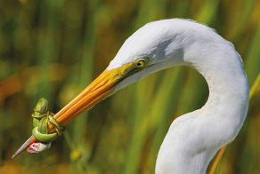 25 лучших фотографий птиц с конкурса Bird Photographer of the Year 2017