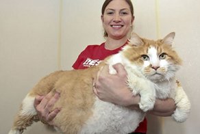 Этим толстым котам давно пора на диету!