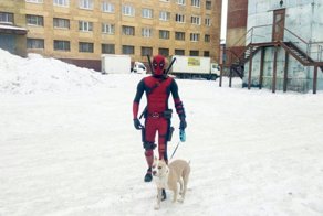 Кем подрабатывают супергерои, когда не спасают мир