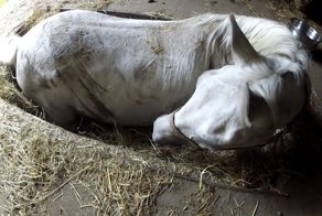 «ТОЛЬКО не умирай!» лошадь попала в ловушку, но хозяин не бросил её