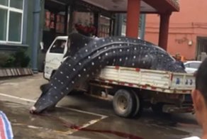 Шокирующее видео: китайские рыбаки распиливают на части китовую акулу