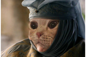 Новый флешмоб: коты пародируют Оленну Тирелл