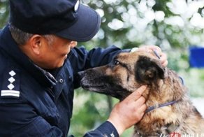 Они состарились и стали ненужными… мужчина придумал, как помочь пожилым собакам!