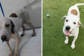 Как много значит хороший фотограф: 15 снимков животных из приюта