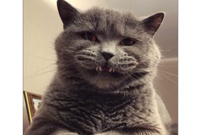 Смешные картинки