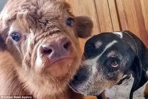 Отвергнутого стадом теленка воспитали собаки