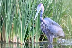 Очень голодная цапля съела сома целиком 
