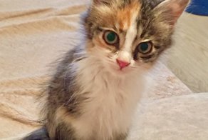 На бордюре тихо сидел котёнок и даже не мяукал