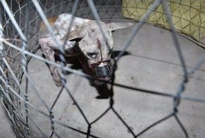 Пес Лаки испытал жуткое обращение, пока его не спасли добрые люди