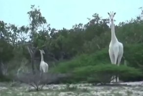Впервые на видео: белые жирафы