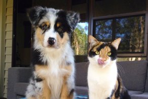 Вот и свела судьба: двойники в мире животных