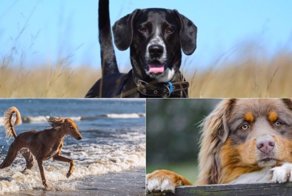 Каждому региону России нашли свою собаку