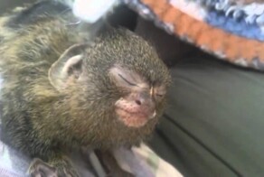 Кайфующая обезьяна! Полный релакс!