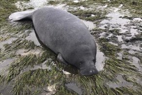 Ураган не испугал друзей, решивших спасти умирающих ламантинов!