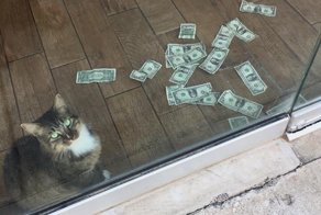Осторожно! Кот-гопник из Оклахомы заберёт все ваши денежки