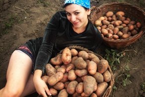 Беларусы капаюць бульбу