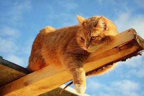 Стратегия кота Василия