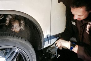 Самка коалы залезла в колёсную арку внедорожника и проехала 16 километров
