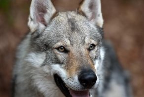 Волки умнее собак: новое исследование