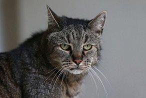В Англии умер старейший в мире кот