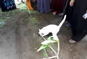 Кошка не хочет покидать могилу хозяина