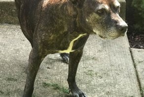 Хотели усыпить, потом бросили в приюте… но 9-ЛЕТНИЙ ребёнок полюбил эту седую головушку