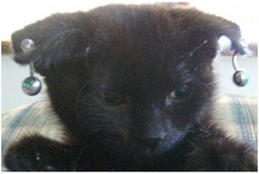 Когда дырка в голове не у питомца, а у его хозяина