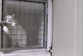 Когда всю свою жизнь не сидел сложа лапки