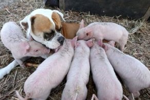 Чужих детенышей не бывает: собака вскормила восемь поросят, оставшихся без мамы