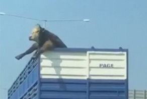 Свободу копытам! Дорожный знак чуть не убил корову, которая высунула голову из грузовика