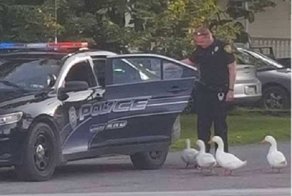 В Пенсильвании полиция арестовала уток за дебош