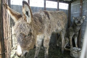 Ослика отдали на растерзание волку, но животные внезапно подружились