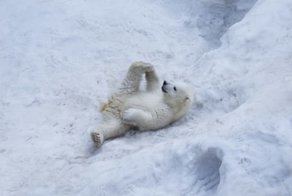 25 невероятных фактов о животных