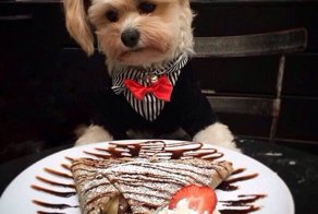 Попай — спасённая собака, чей Instagram сделал её звездой интернета