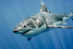 Шок! Акула на пляже в двух шагах от ныряльщиков!