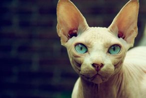 Посвящается всем, кто взял или хочет взять отказных животных