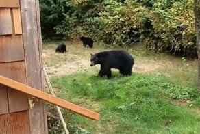 Житель Канады вежливо попросил медведей уйти с его двора и они согласились